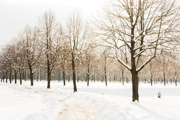 Snowy path into several trees in a forest