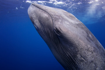 Blue Whale's Face