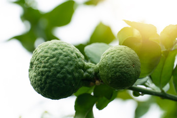 Bergamot fruit or name in Thailand 