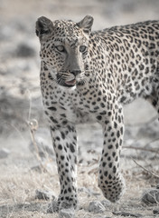 portrait of a leopard