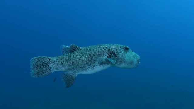 Starry pufferfish, Arothron stellatus in the blue ocean