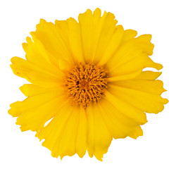 Lovely yellow Daisy (Marguerite) isolated on white background, including clipping path.