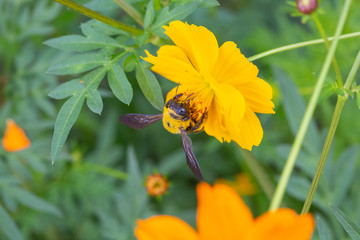 Outdoor spring blooming yellow orange yellow autumn flowers and bees,Cosmos sulphureus Cav.