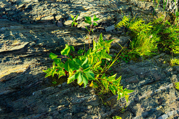A plant on the rocks.