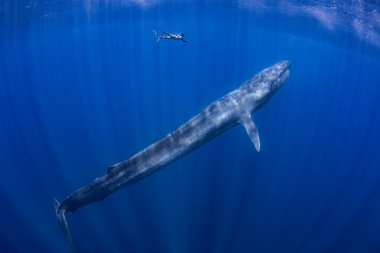 Blue Whale and a Freediver