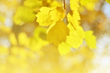 Autumn leaves on the sun. Fall blurred background. - Image