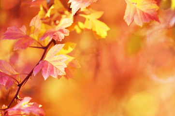 Autumn leaves on the sun. Fall blurred background. - Image