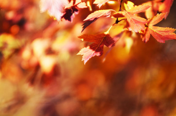 Naklejka na ściany i meble Autumn leaves on the sun. Fall blurred background. - Image