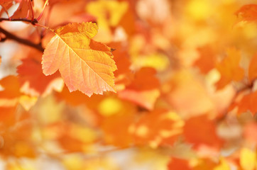 Obraz premium Autumn leaves on the sun. Fall blurred background. - Image