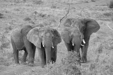 Black and white Elephants