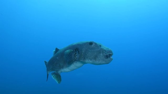 Starry pufferfish, Arothron stellatus in the blue ocean