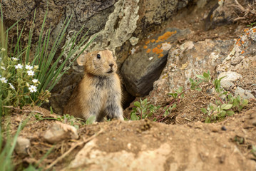 pika burrow stones rodent