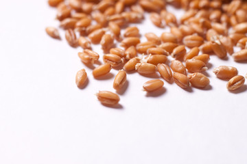 Germinated grains of wheat on a white background