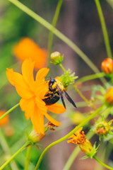 Outdoor spring blooming yellow orange yellow autumn flowers and bees,Cosmos sulphureus Cav.