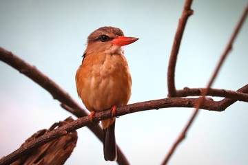Brown-hooded kingfisher
