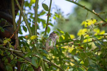 Baby Sparrow perched in hedge