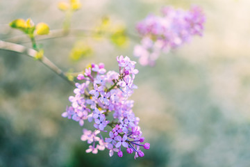 A lilac blooms in spring