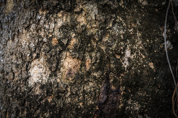 Close up texture the bark of tree for background
