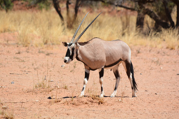 The East African oryx (Oryx beisa), also known as the beisa is a species of antelope from East...