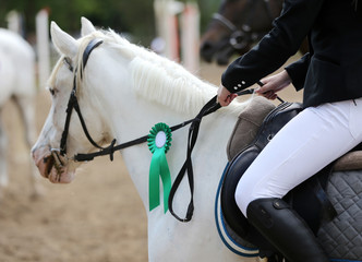 Purebred sport horse wearing winners trophy after competition