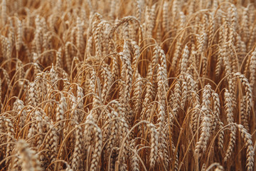 Wheat field. Background of ripening ears of wheat. Harvest and food concept