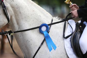 Purebred sport horse wearing winners trophy after competition