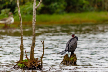 Aves, bird
