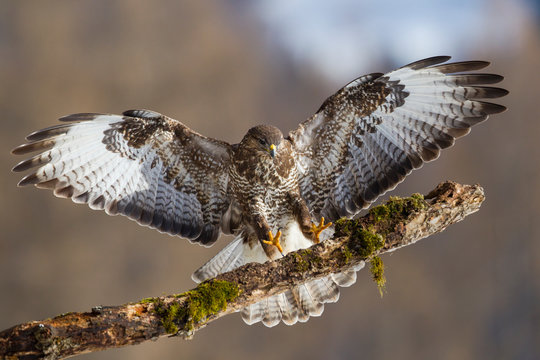 M&auml;usebussard auf Ansitz