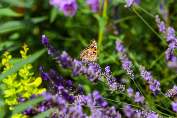 summer butterfly on a lavender flower