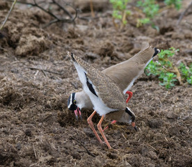 crowned lapwing