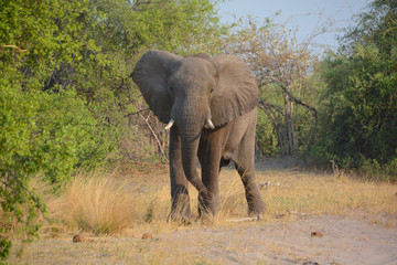 African elephants are elephants of the genus Loxodonta. The genus consists of two extant species:...