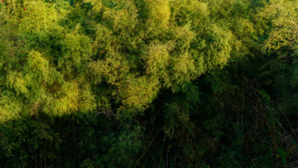 Bamboo in the forest with hardlight