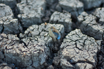 Cracked soil, Cracked soil from Thailand country