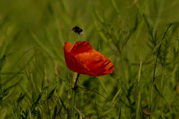 Mohn