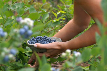 Pleasant work in the garden. A collection of ripe blueberries.