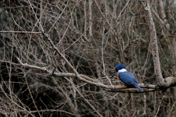 Aves, bird
