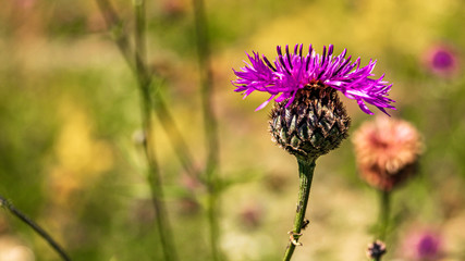 Beautiful flowers at Infohaus Isarmündung, Moos, Bavaria, Germany