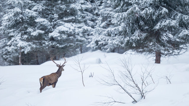 Rothirsch im Winter