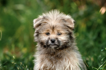 puppy metis spitz and shea tzu very cute fluffy little ball beautiful portrait on a green background
