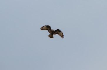 Flying hawk goshawk seeking prey