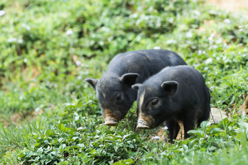Two black domestic piglets with green grass on background