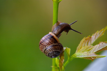 Top view of a snail crawling along a stalk with a leaf on a green background