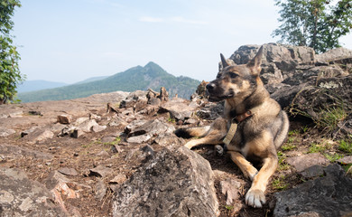 Brown dog on top of the mountain. dog in the mountains