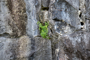 part of the old gray stone wall with ascending