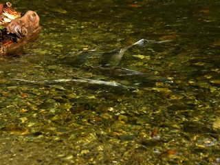 Salmon run