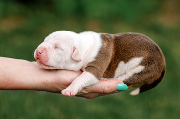 american staffordshire terrier dog cute tiny puppies