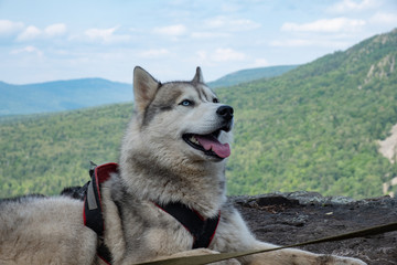 Husky breed dog on top of the mountain. Traveling With Huskies