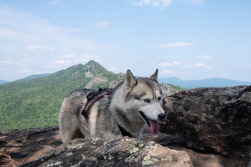 Husky breed dog on top of the mountain. Traveling With Huskies
