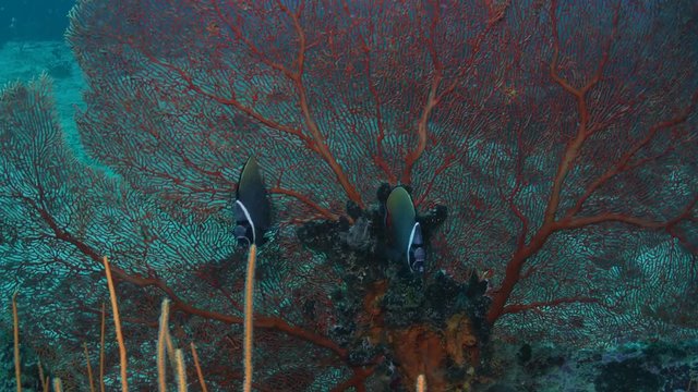 Redtail Butterflyfish, Chaetodon collare