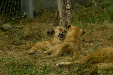 Löwen Jungtiere